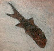 Paramblypterus Permian Fish Fossil