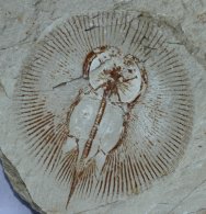 Cyclobatis Fish Fossil