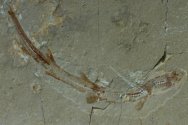 Paratriakis Shark Fossil