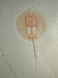 Heliobatis