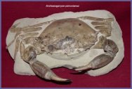 Rare Archaeogeryon peruvianus fossil crab