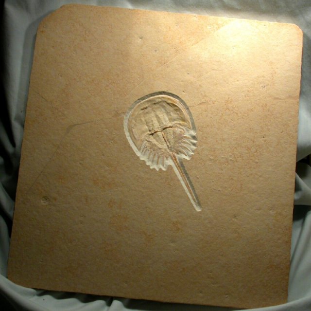 Solnhofen Fossil Horseshoe Crab