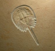 Solnhofen Fossil Horseshoe Crab