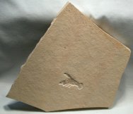 Solnhofen Lobster Fossil