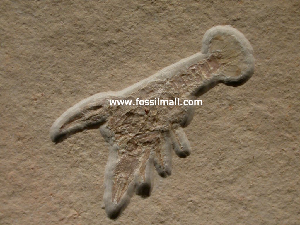 Solnhofen Lobster Fossil