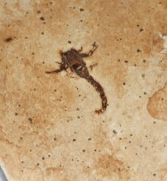 Protoischnurus axelrodorum Scorpion Fossil