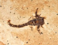 Protoischnurus axelrodorum Scorpion Fossil