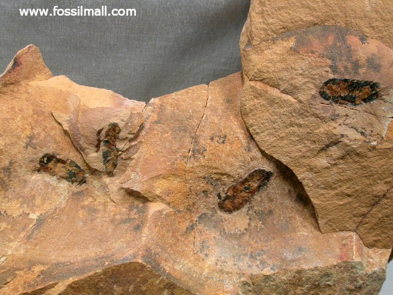 Emeraldella Fossils