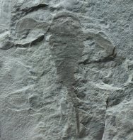 Eurypterid Sea Scorpion Eurypterus remipes