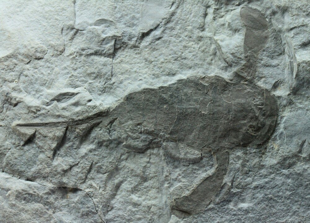 Silurian Eurypterid Sea Scorpion Eurypterus remipes from New York