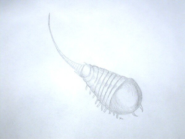 Molaria Arthropod