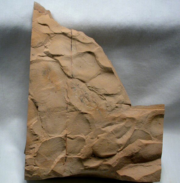 Molaria Whip Tailed Arthropod