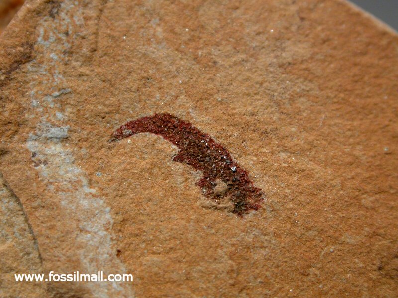 Dinocaridida Appendage