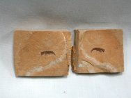 Dinocaridid Fossil