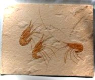 Cretaceous Lebanese Shrimp Fossil Assemblage