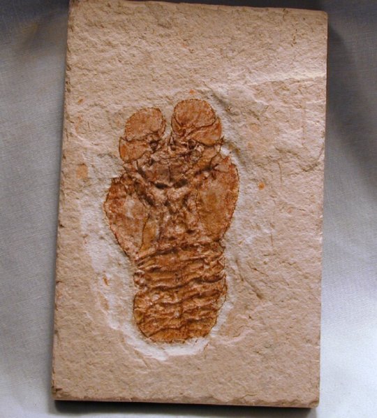 Lebanese Fossil Lobster
