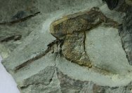 Cothurnocystis elizae Carpoid Fossil