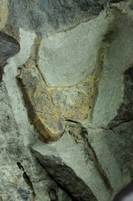 Cothurnocystis elizae