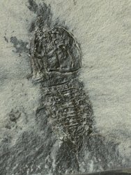 Perimecturus rapax