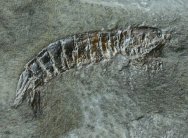 Tyrannophontes Fossil