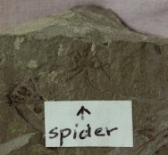 Spider Fossil from Green River Formation