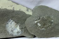 Brachiopoda Fossil with Preserved Natural Shel