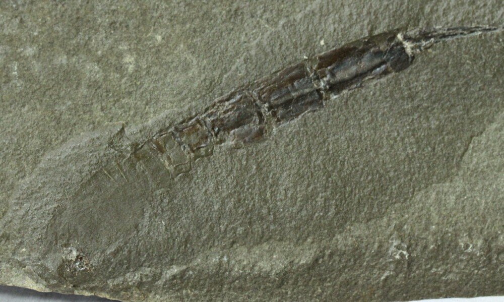 Sairocaris centurion Paleozoic Phyllocarid Fossil from Heath Shale