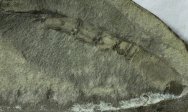 Sairocaris centurion Paleozoic Phyllocarid Fossil from Heath Shale