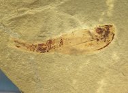 Dithyrocaris rolfei Paleozoic Phyllocarid Fossil from Heath Shale
