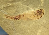 Dithyrocaris rolfei Phyllocarid Fossil