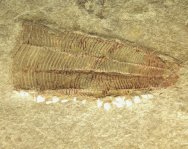 Conularid Fossil