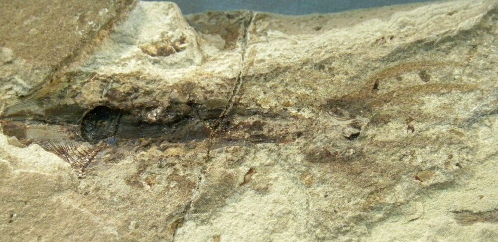 Cretaceous Paleoctopus newboldi Cephalopod Fossil