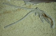 Acanthochirana Solnhofen Shrimp Fossil