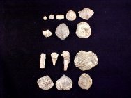 5 Phyla, 15 Species Invertebrate Fossil Collection