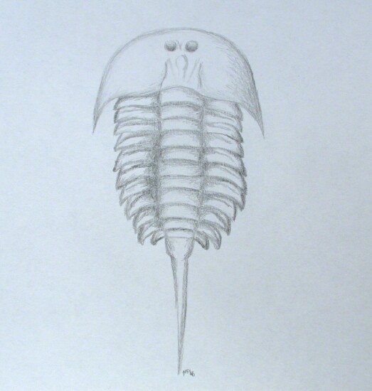 Aglaspid