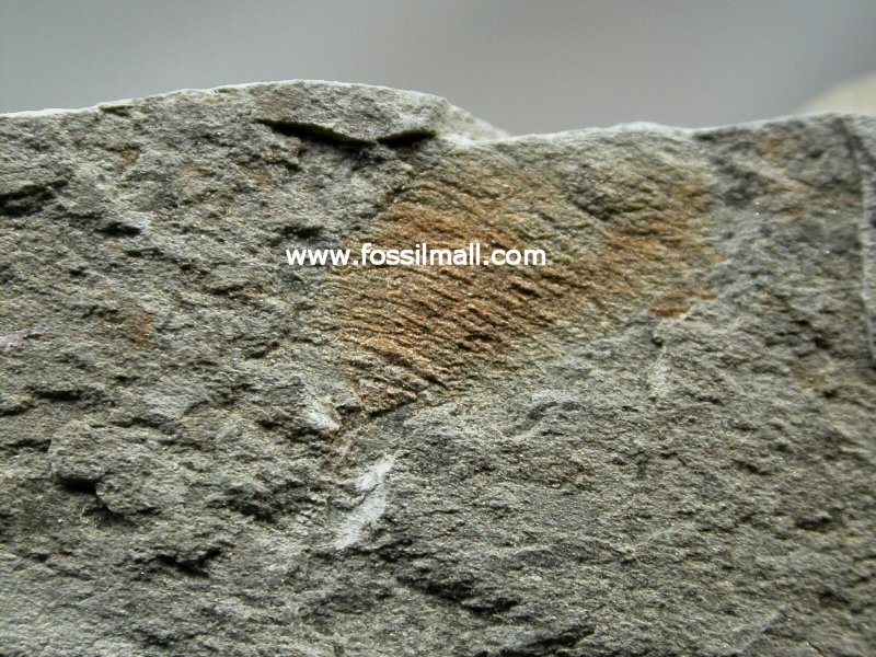 Aglaspid Fossil from Australia