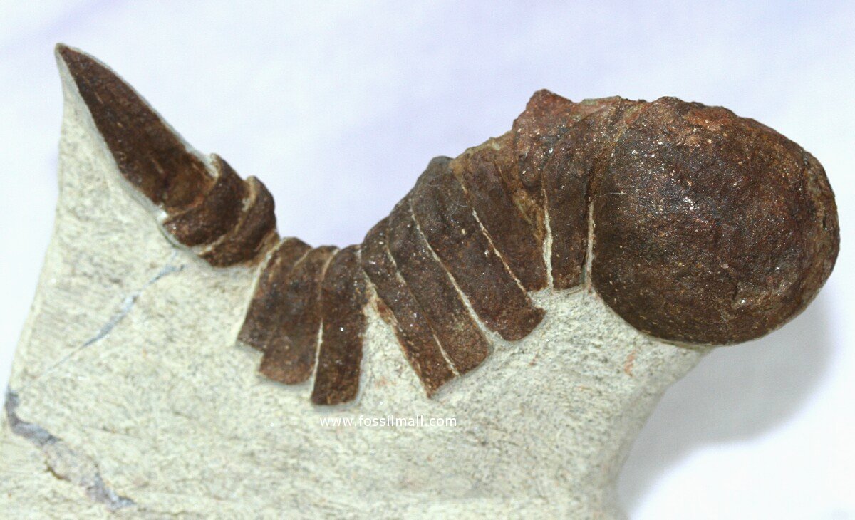 Aglaspid Leptaglaspis