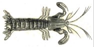 mantis shrimp