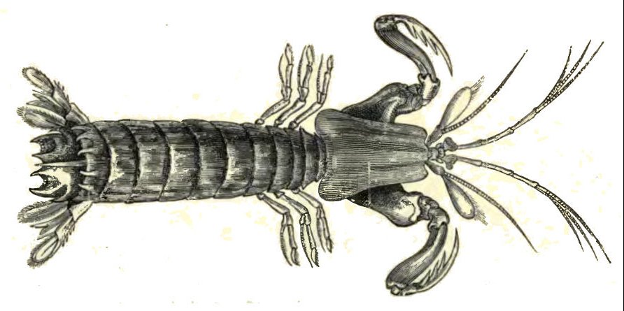 mantis shrimp
