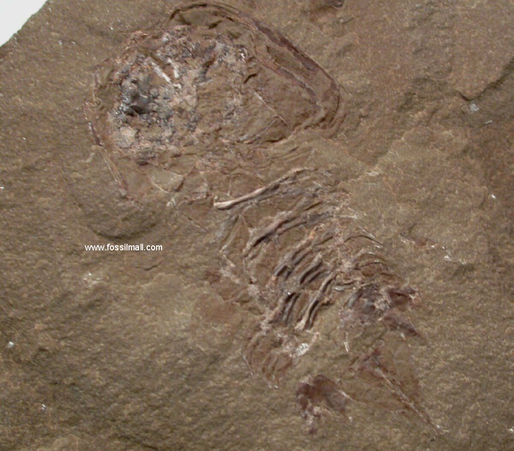 Bear Gulch Fossil Mantis Shrimp