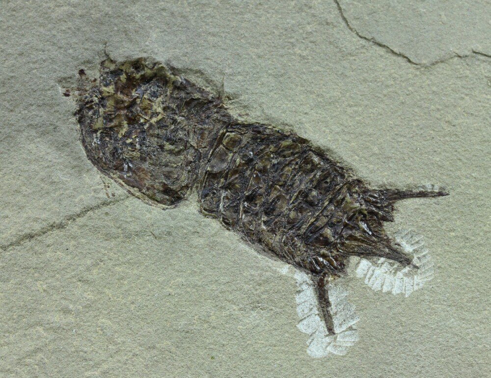 Bear Gulch Fossil Mantis Shrimp