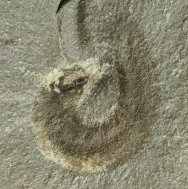 Polychaete Worm Fossil 
