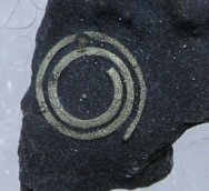 Acorn Worm Fossil