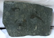 Ceratiocaris papilio Phyllocarid Fossils