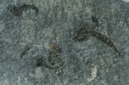Ceratiocaris papilio Phyllocarid Fossils