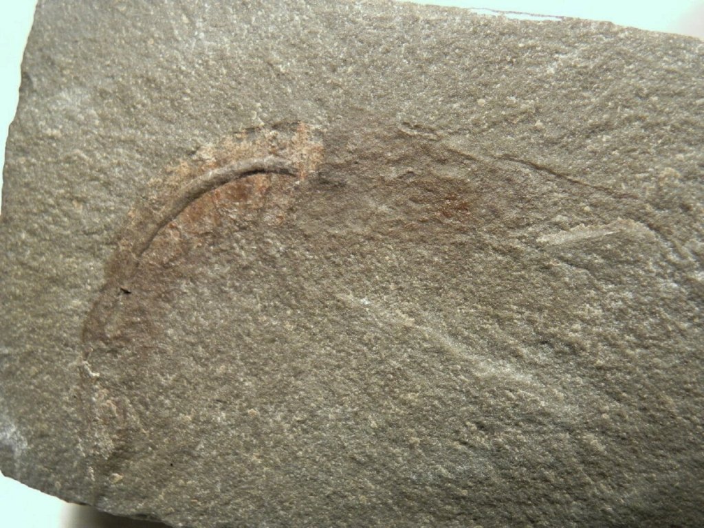 Bear Gulch Fossil Shrimp