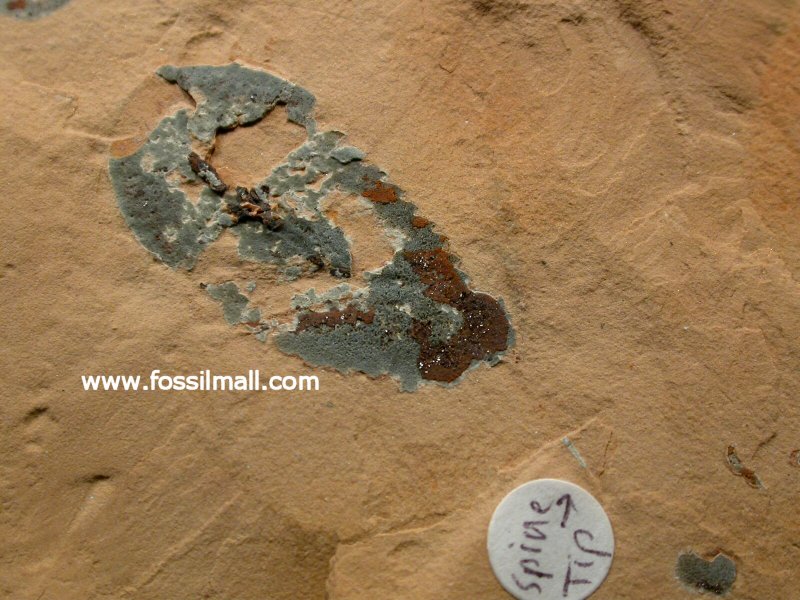 Emeraldella Arthropod