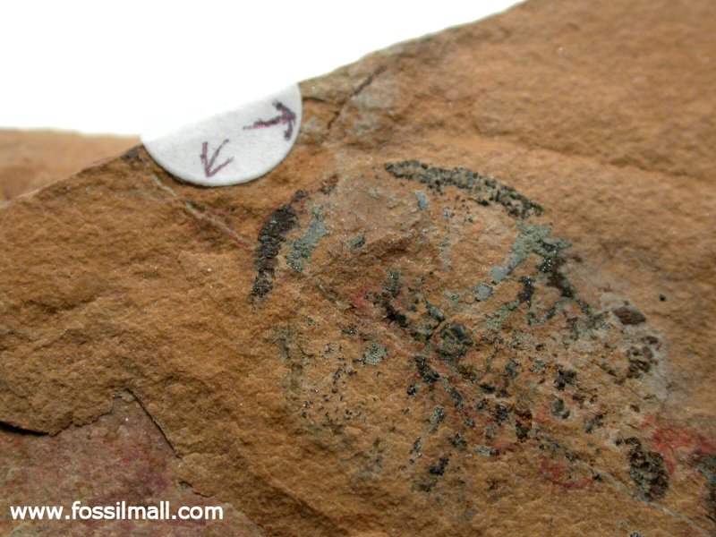 Emeraldella Arthropod Like Burgess Shale