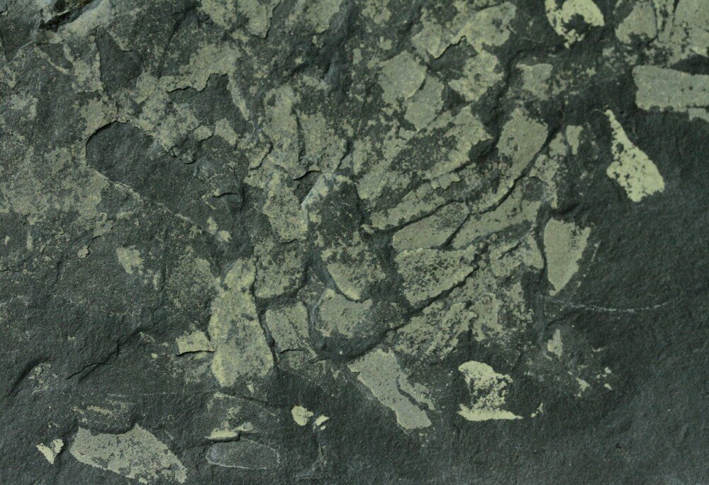 Diagonella Sponge Fossil Death Assemblage