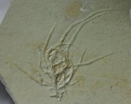 Solnhofen Sponge Fossil